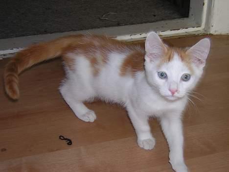 Blanding af racer Phoenix - hvem, hvad, hvor.. er det Mig du snakker til?... *GG* billede 2