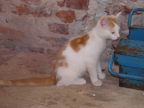 Blanding af racer Phoenix billede 3