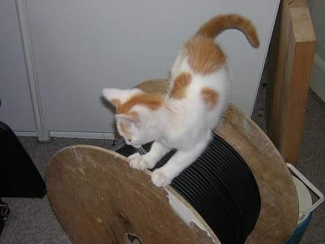 Blanding af racer Phoenix - fanget... eller... **GG* billede 4