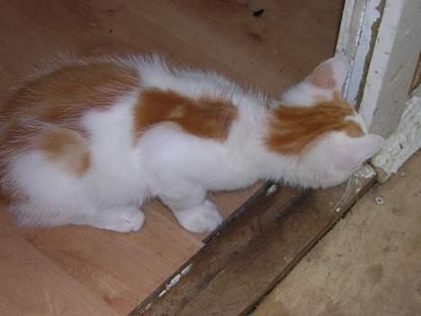 Blanding af racer Phoenix - Hmm hvem der.. jeg kommer og spiser dig..*GG* billede 5