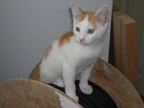 Blanding af racer Phoenix billede 6