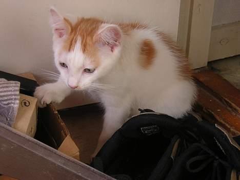 Blanding af racer Phoenix billede 7