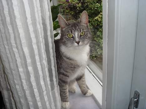 Huskat  * (¯`'BETTE MIS'´¯) * billede 8