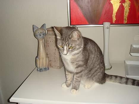 Huskat  * (¯`'BETTE MIS'´¯) * billede 9