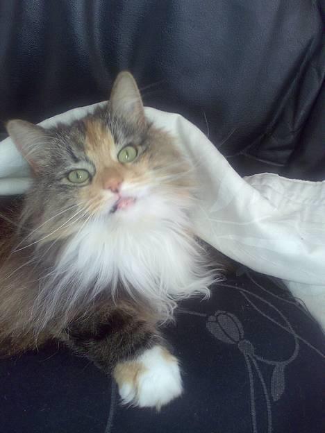 Norsk Skovkat Roxy billede 1