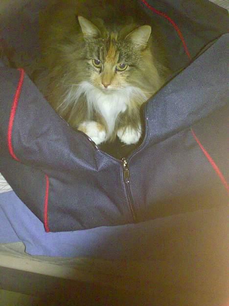 Norsk Skovkat Roxy billede 2