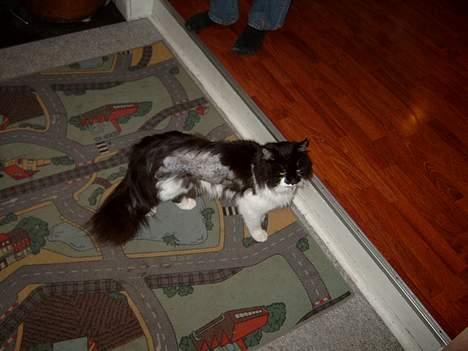 Blanding af racer Bobby billede 9