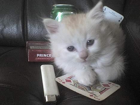 Maine Coon artur - wee jeg vandt billede 8