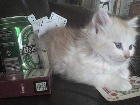 Maine Coon artur - 5 uger billede 9