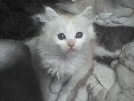 Maine Coon artur - 5 uger billede 10