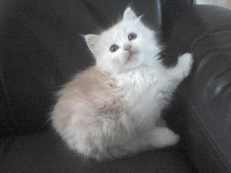 Maine Coon artur - 5 uger billede 11