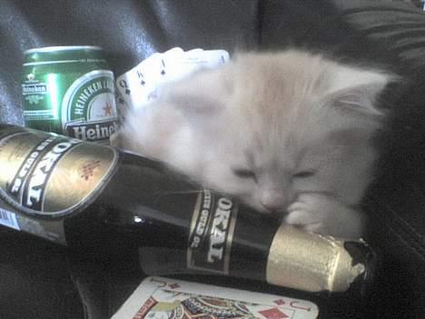 Maine Coon artur - Alkoholiker sut hehe 5 uger  billede 12