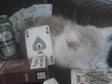 Maine Coon artur - 1 god lørdag og 1 dårlig søndag billede 13