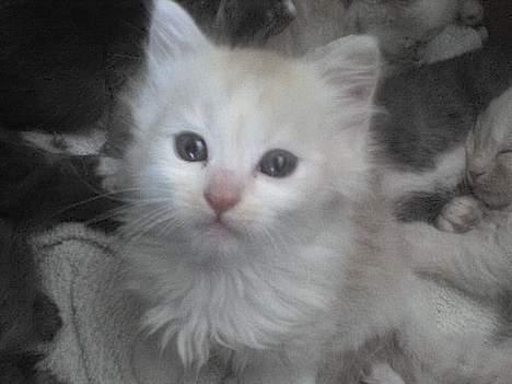 Maine Coon artur - 5 uger billede 14