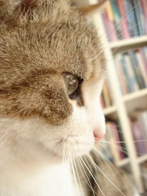 Huskat Oliver R.I.P  billede 7