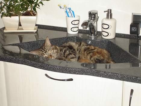 Blanding af racer Quity - Håndvasken er det bedste sted... billede 7