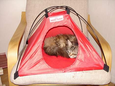 Blanding af racer Kisser *R.I.P* - Kisser er taget på telt tur.. billede 7