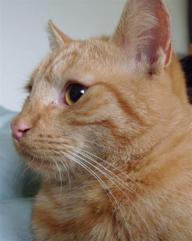 Huskat Krumme billede 1