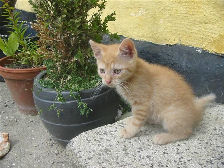 Huskat Krumme billede 2