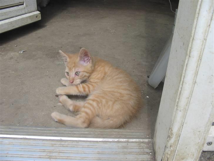 Huskat Krumme billede 3