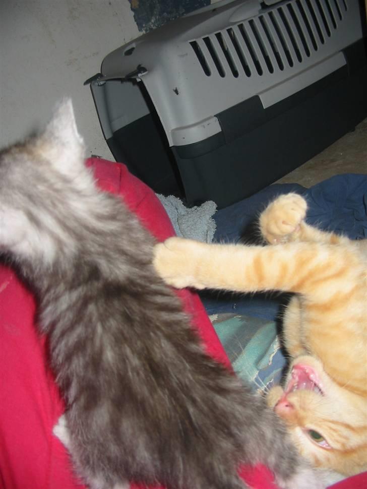 Huskat Krumme billede 4