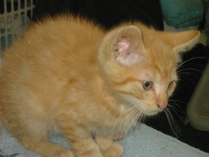 Huskat Krumme billede 5