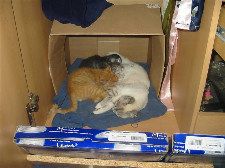 Huskat Krumme billede 6