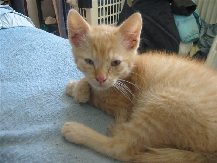 Huskat Krumme billede 7