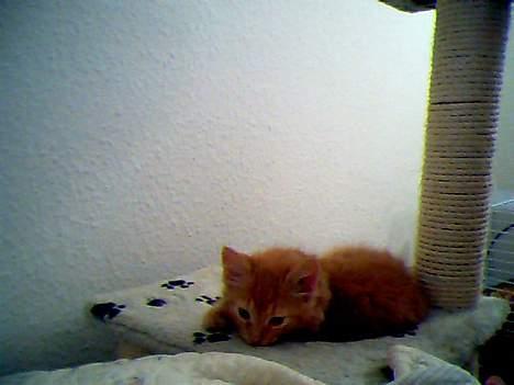 Huskat Tiger billede 16