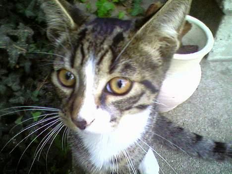 Blanding af racer Mickey billede 9