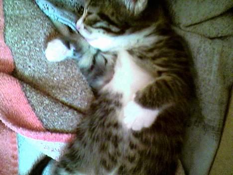 Blanding af racer Mickey - Her er han som "kylling" billede 10