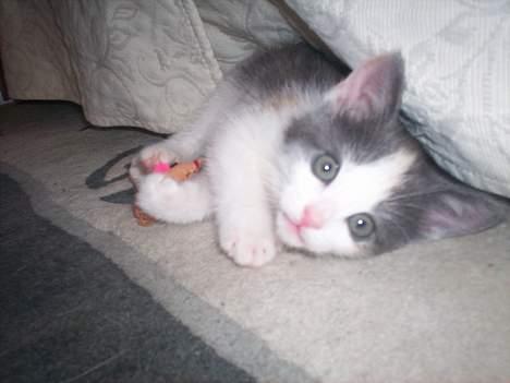 Blanding af racer Freja XD - Min Dejlige killing :) billede 1