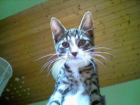 Blanding af racer Mickey billede 11