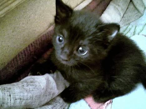 Blanding af racer Mollie billede 9