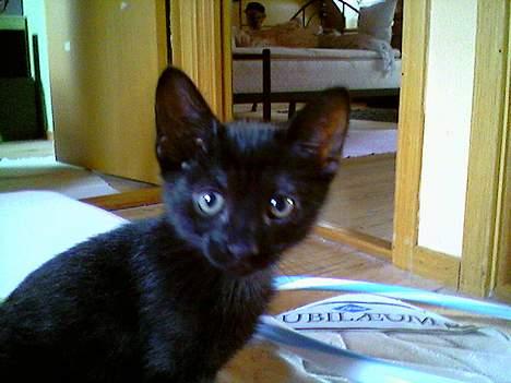 Blanding af racer Mollie billede 10