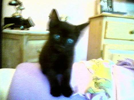 Blanding af racer Mollie billede 11