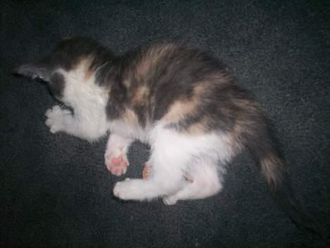 Blanding af racer Freja XD - Mussefanger ;D  billede 4