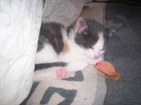 Blanding af racer Freja XD - Nåårh freja hvor er du sød nå du sover billede 5