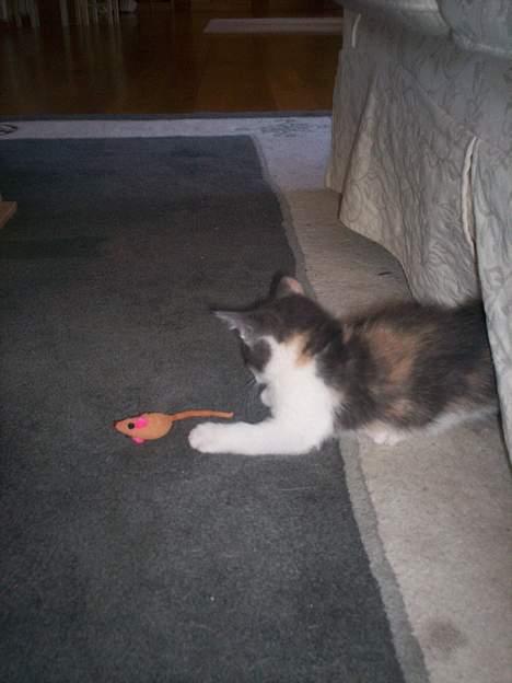 Blanding af racer Freja XD - Haha!! nu du død billede 6