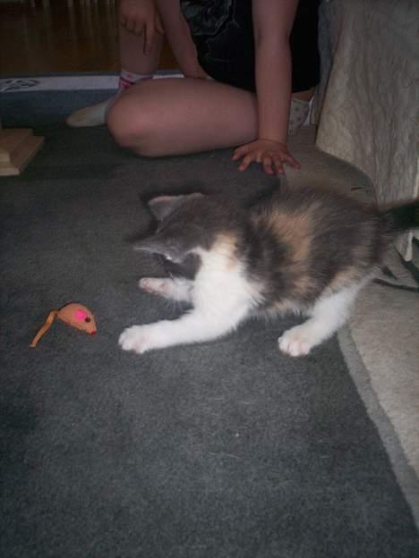 Blanding af racer Freja XD - Næsten Fanget :D billede 7