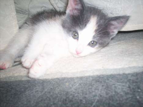 Blanding af racer Freja XD - Jamen jegved godt jeg er køn<33 billede 8