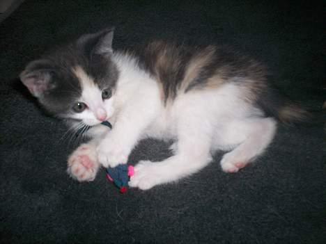 Blanding af racer Freja XD billede 9