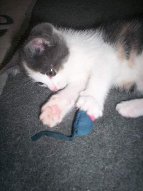 Blanding af racer Freja XD billede 10