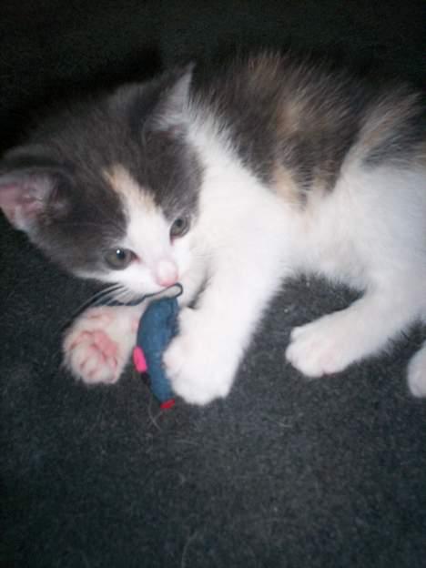 Blanding af racer Freja XD billede 11