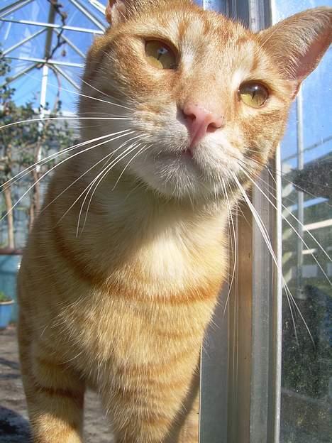 Blanding af racer Tarzan - hva er det du har der ?? <33 billede 1