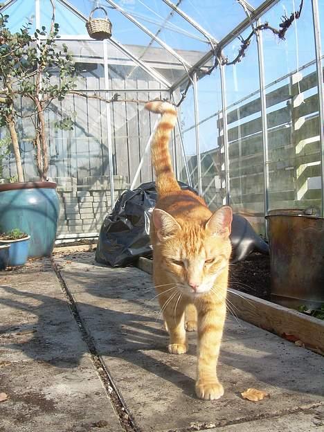 Blanding af racer Tarzan - okay , okay .. jeg kommer nu !  billede 2