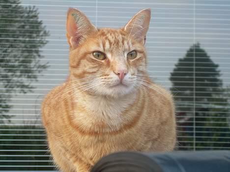 Blanding af racer Tarzan - uhhh. jeg fryser! billede 3