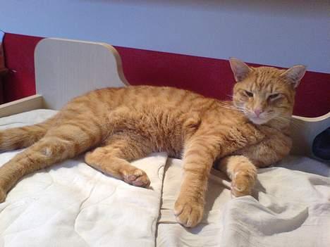 Blanding af racer Tarzan - sådan lever man livet billede 4