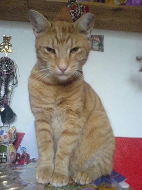 Blanding af racer Tarzan - er jeg lige lækker eller hvad ?? billede 5