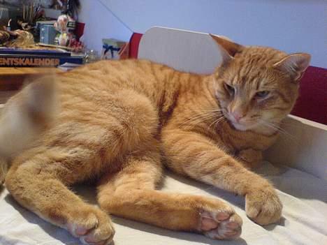 Blanding af racer Tarzan - ahhh. hold kæft hvor er jeg bare træt billede 6